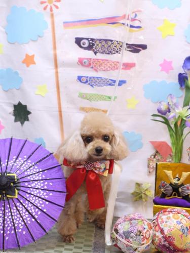 20240408ココちゃん